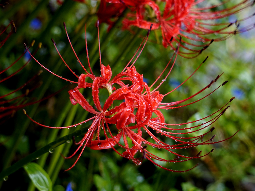 彼岸花と黒揚羽: 風の詩